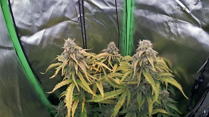 Sweet Seeds Runtz XL Auto in 40x40