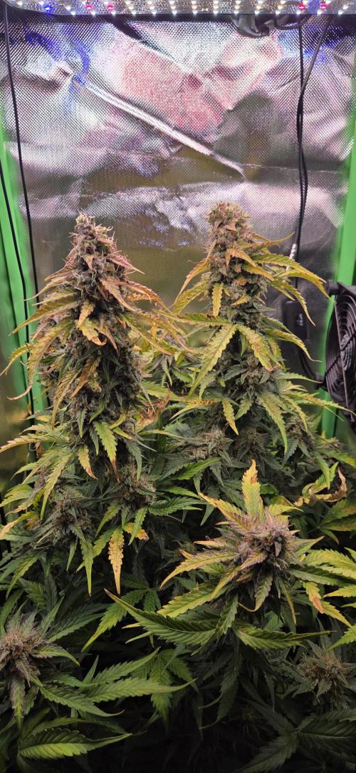 Sweet Seeds Runtz XL Auto in 40x40. Week 13
