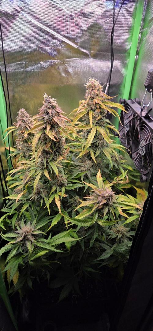 Sweet Seeds Runtz XL Auto in 40x40. Week 13