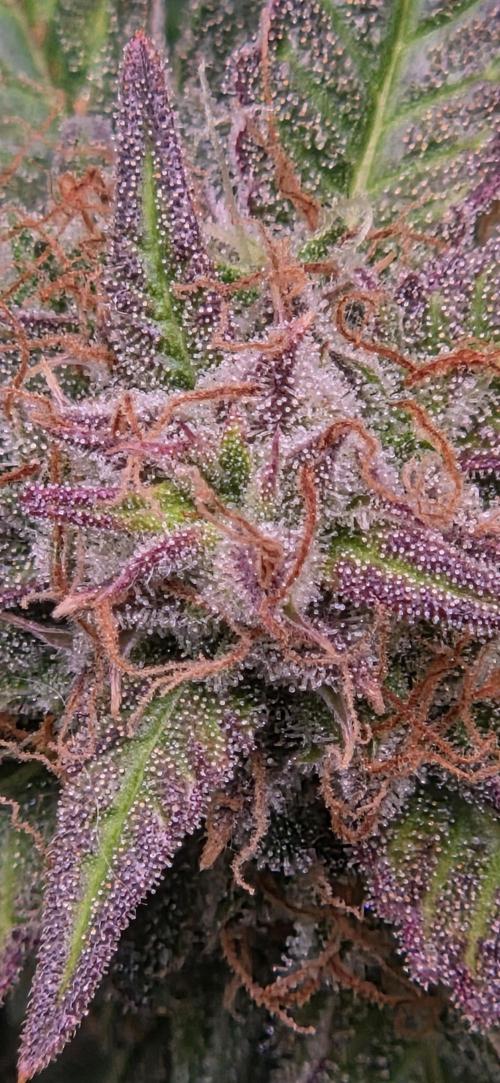 Sweet Seeds Runtz XL Auto in 40x40. Week 13