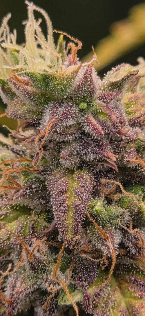 Sweet Seeds Runtz XL Auto in 40x40. Week 13