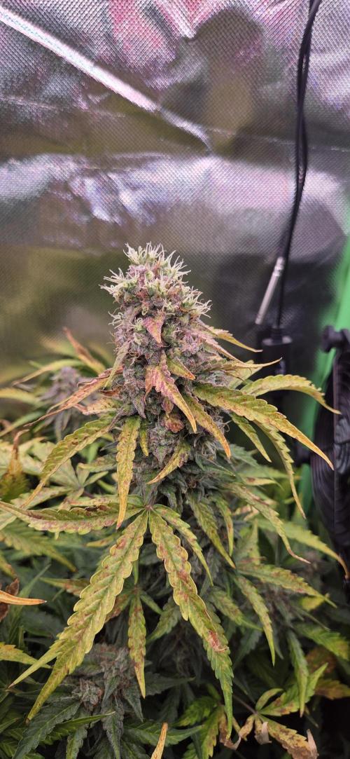 Sweet Seeds Runtz XL Auto in 40x40. Week 13