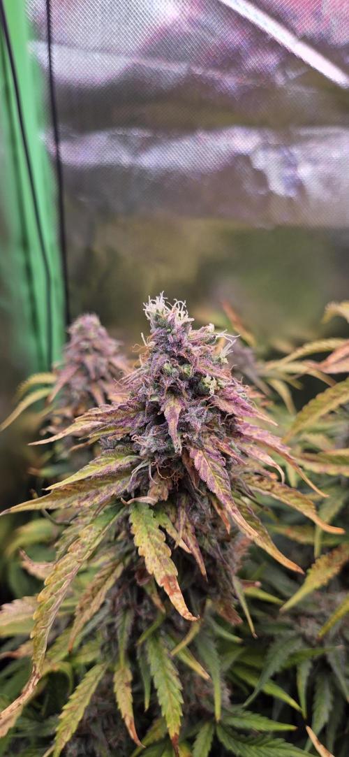 Sweet Seeds Runtz XL Auto in 40x40. Week 13