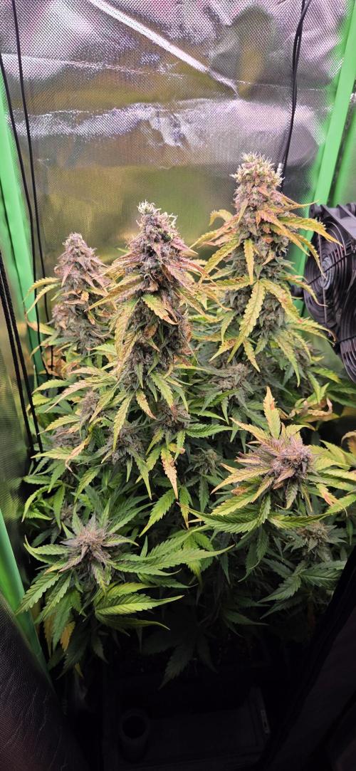 Sweet Seeds Runtz XL Auto in 40x40. Week 13