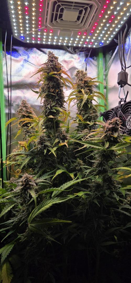 Sweet Seeds Runtz XL Auto in 40x40. Week 13