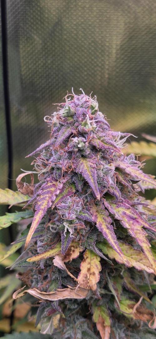 Sweet Seeds Runtz XL Auto in 40x40. Week 13