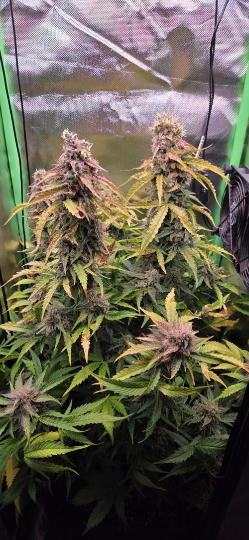 Sweet Seeds Runtz XL Auto in 40x40. Week 13