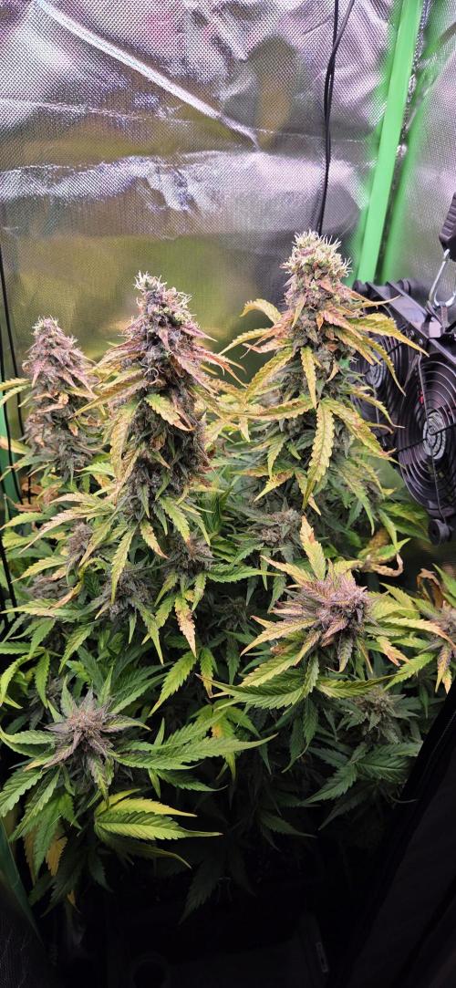 Sweet Seeds Runtz XL Auto in 40x40. Week 13