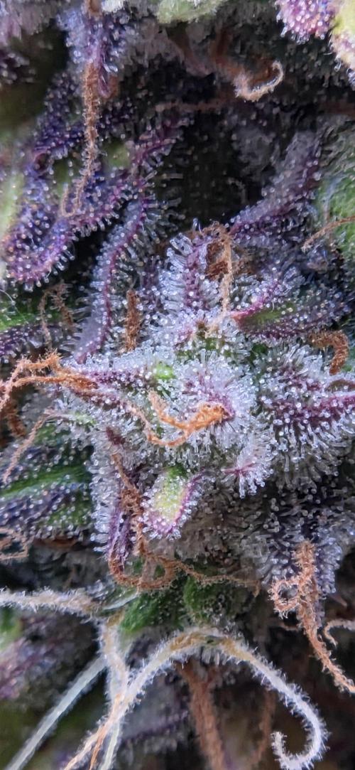 Sweet Seeds Runtz XL Auto in 40x40. Week 13