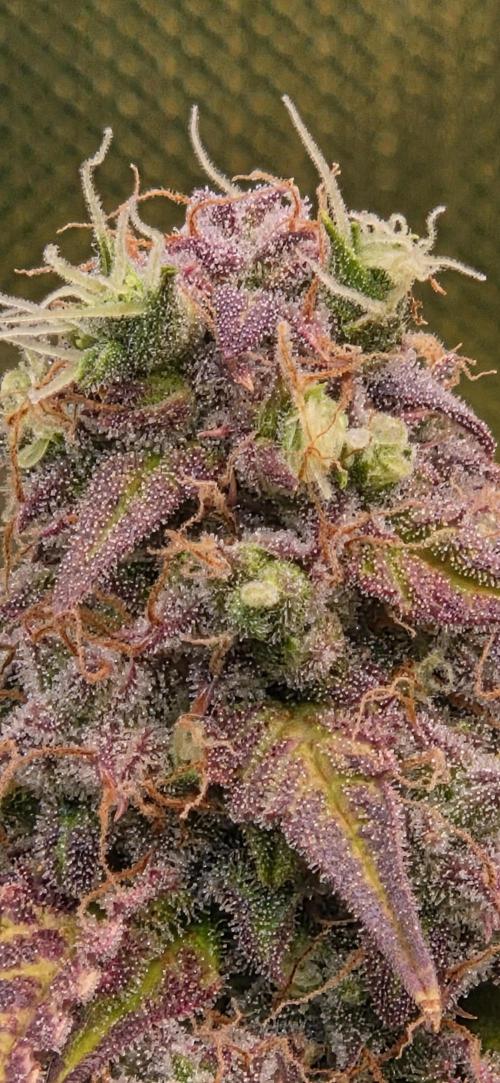 Sweet Seeds Runtz XL Auto in 40x40. Week 13