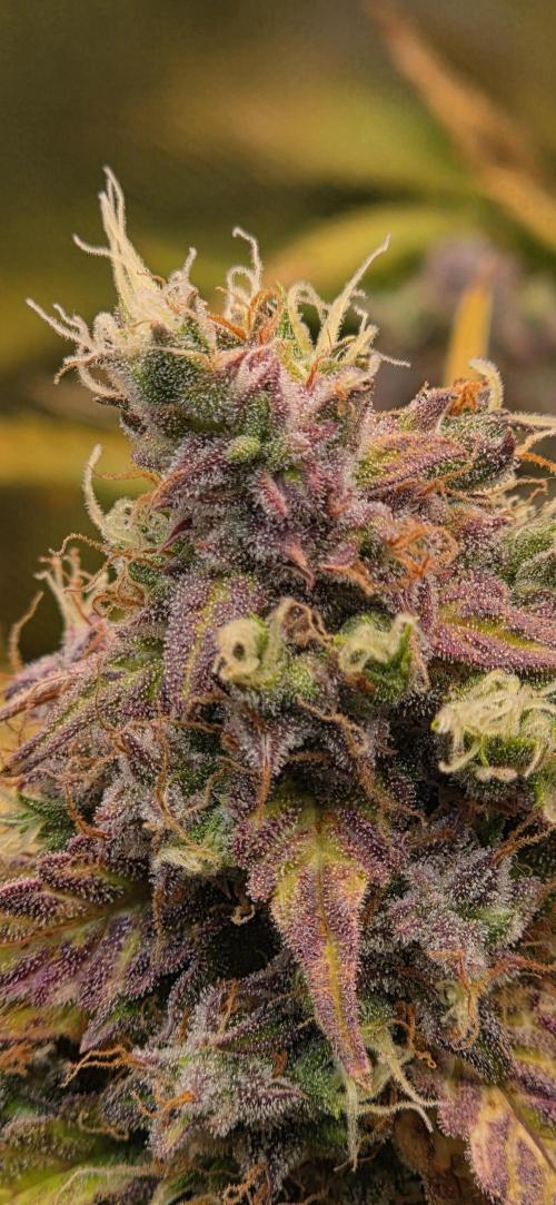 Sweet Seeds Runtz XL Auto in 40x40. Week 13