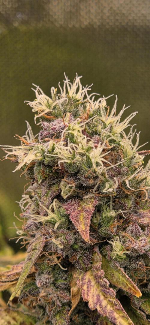 Sweet Seeds Runtz XL Auto in 40x40. Week 13