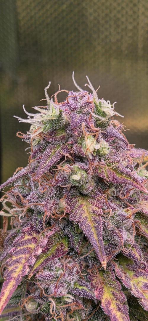 Sweet Seeds Runtz XL Auto in 40x40. Week 13