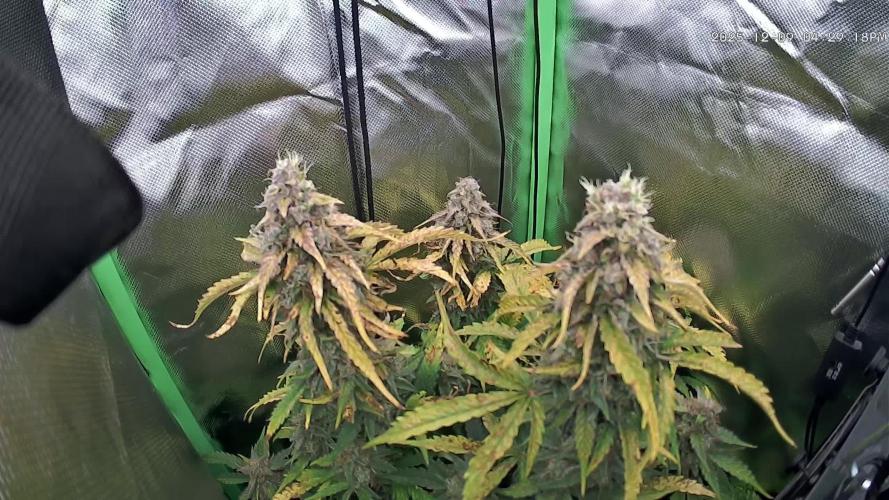 Sweet Seeds Runtz XL Auto in 40x40