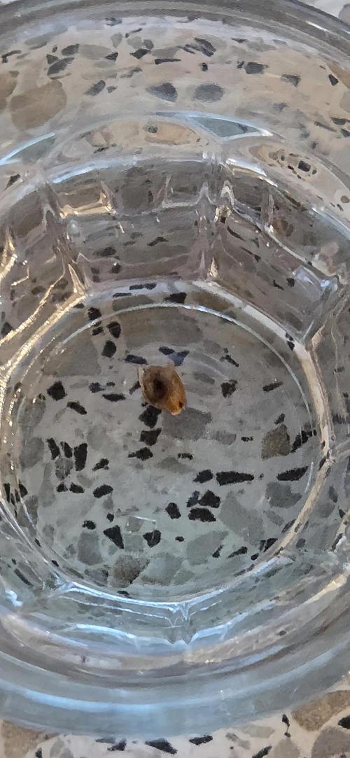 FB Lemon Cherry Cookies Auto in 40x40. Week 0