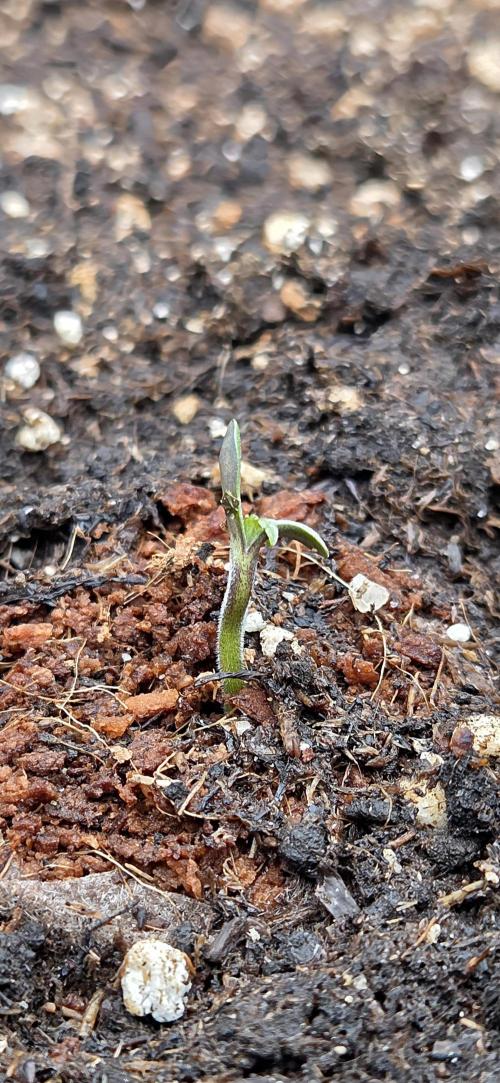 FB Lemon Cherry Cookies Auto in 40x40. Week 1