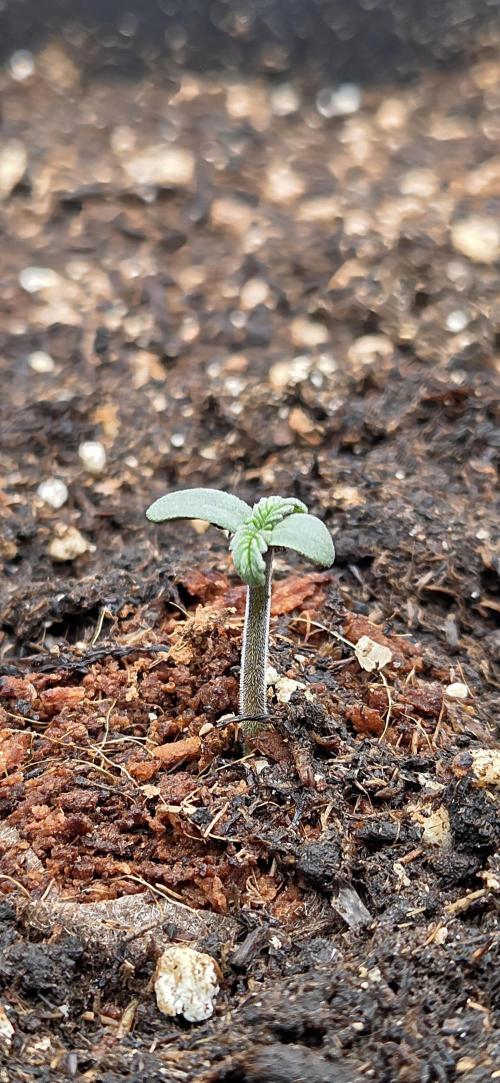 FB Lemon Cherry Cookies Auto in 40x40. Week 1