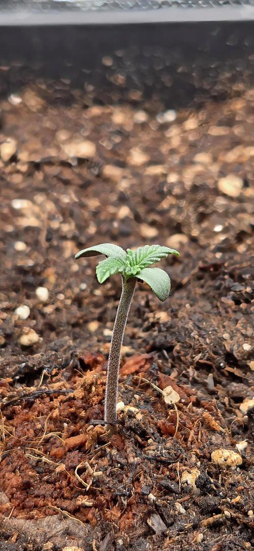 FB Lemon Cherry Cookies Auto in 40x40. Week 1