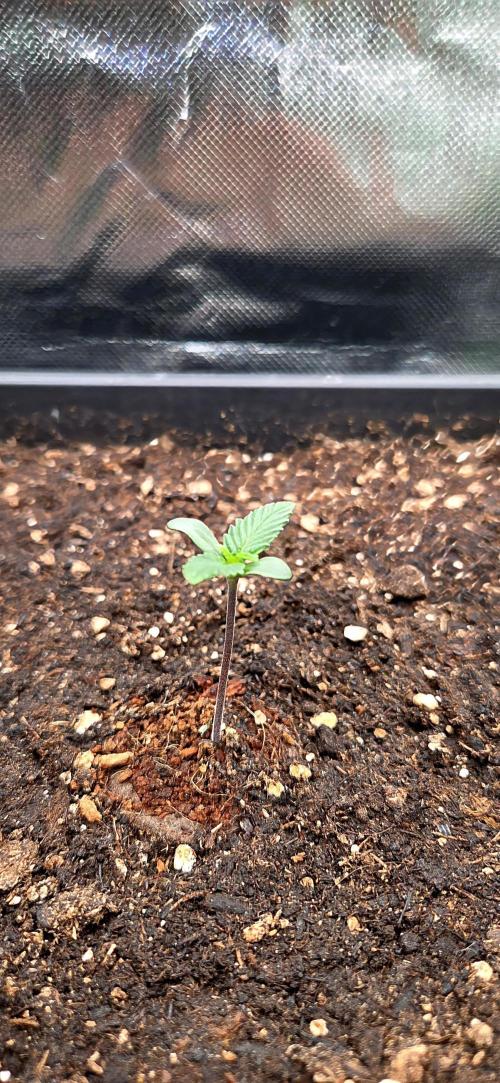 FB Lemon Cherry Cookies Auto in 40x40. Week 1