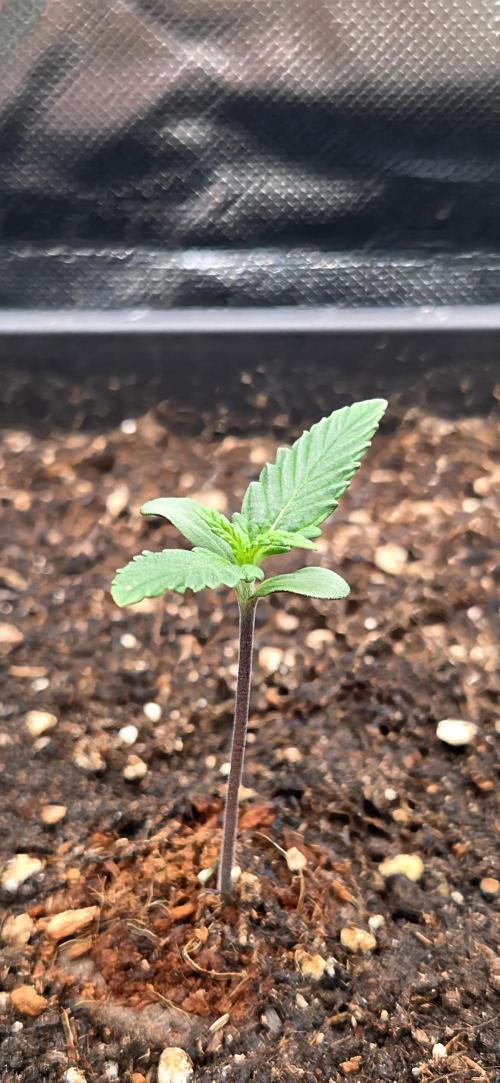 FB Lemon Cherry Cookies Auto in 40x40. Week 1