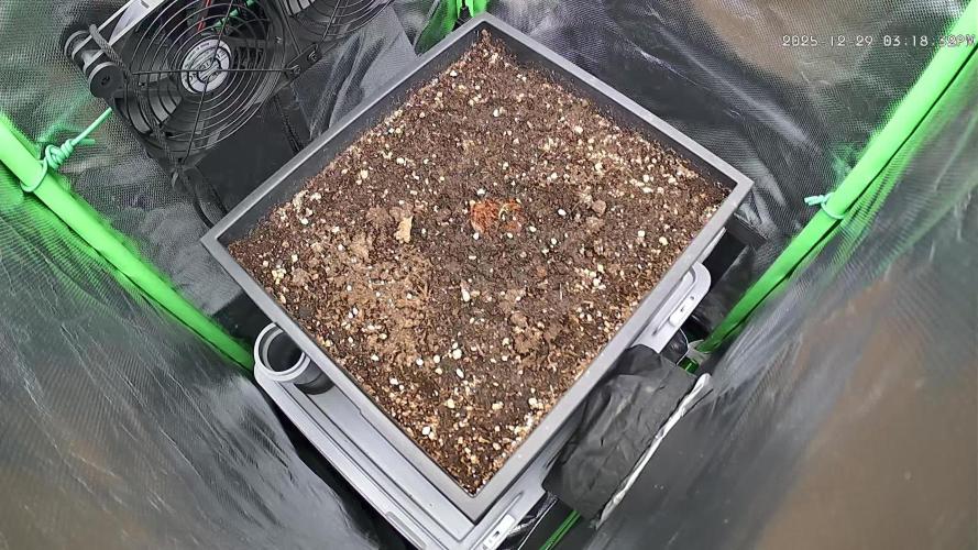 FB Lemon Cherry Cookies Auto in 40x40