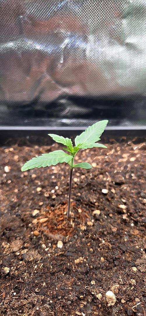 FB Lemon Cherry Cookies Auto in 40x40. Week 2