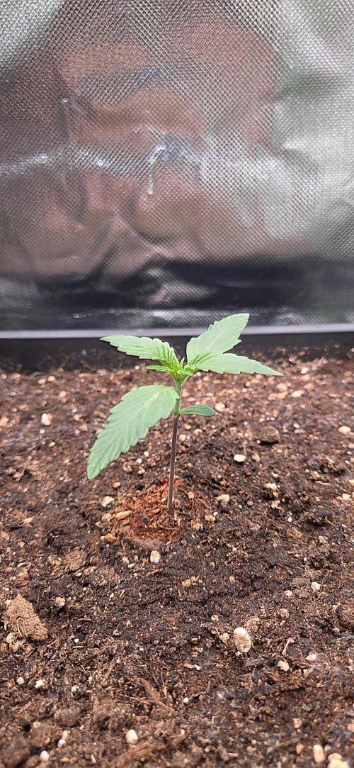 FB Lemon Cherry Cookies Auto in 40x40. Week 2