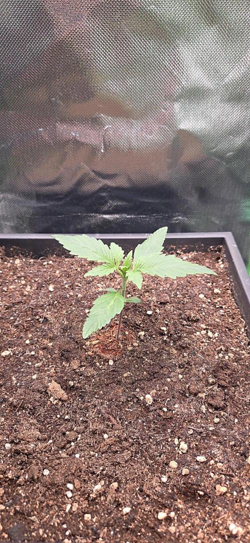 FB Lemon Cherry Cookies Auto in 40x40. Week 2