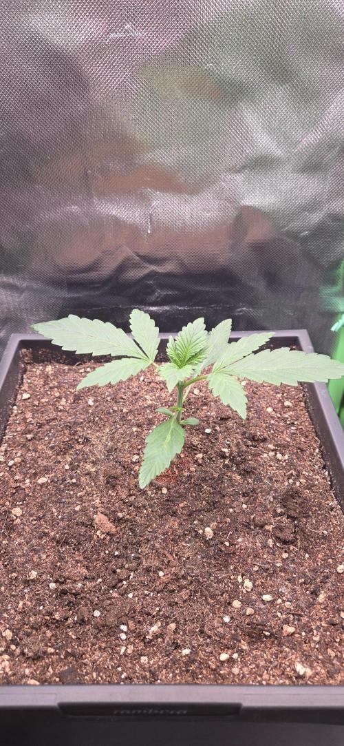 FB Lemon Cherry Cookies Auto in 40x40. Week 2