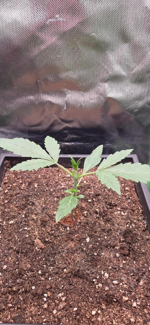 FB Lemon Cherry Cookies Auto in 40x40. Week 2