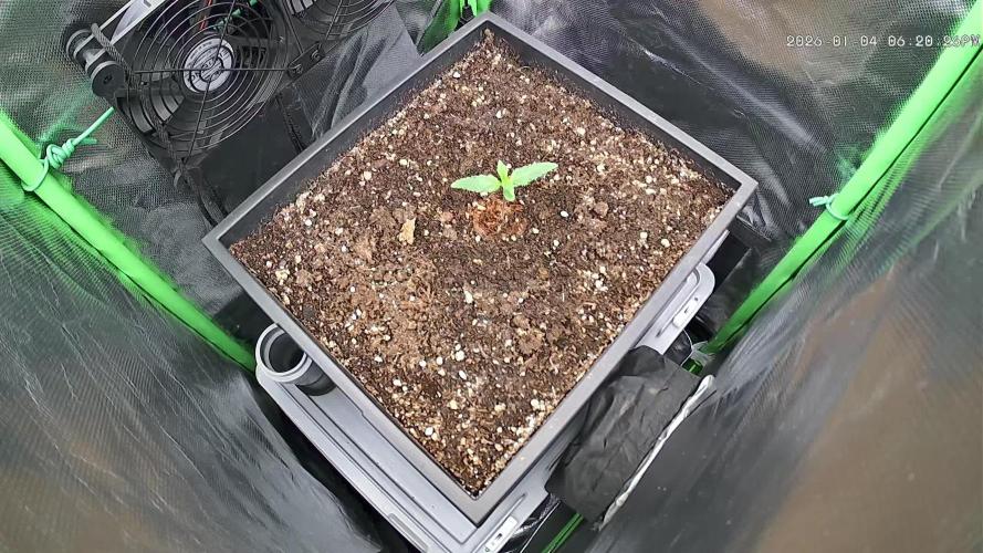 FB Lemon Cherry Cookies Auto in 40x40