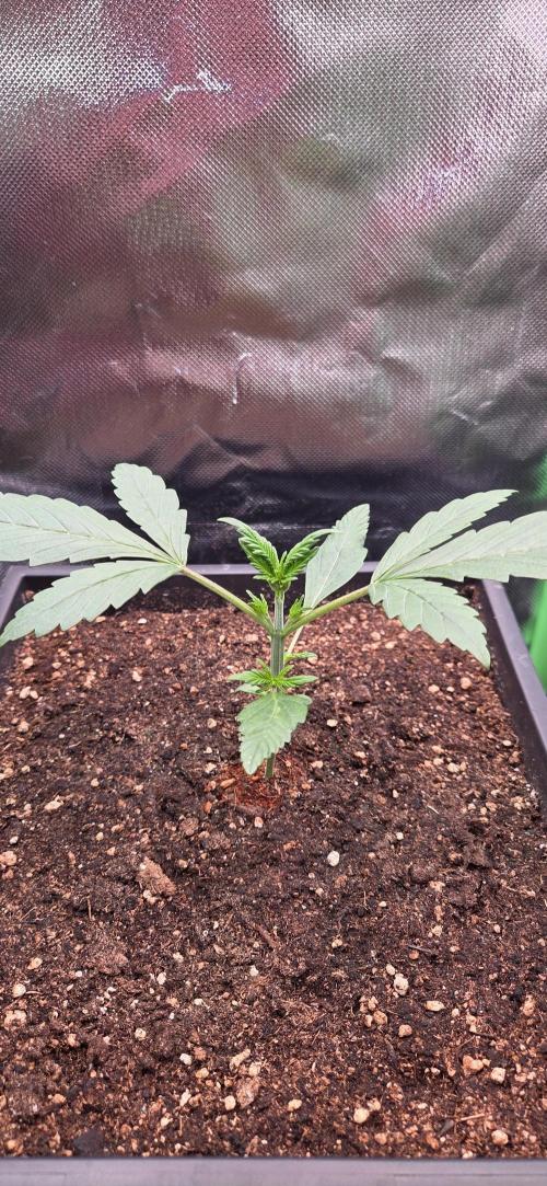 FB Lemon Cherry Cookies Auto in 40x40. Week 3