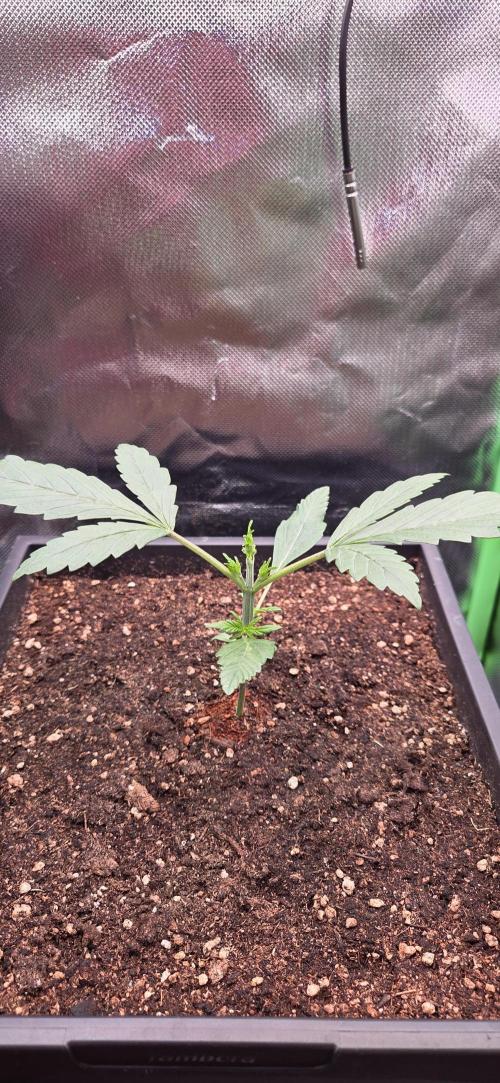 FB Lemon Cherry Cookies Auto in 40x40. Week 3