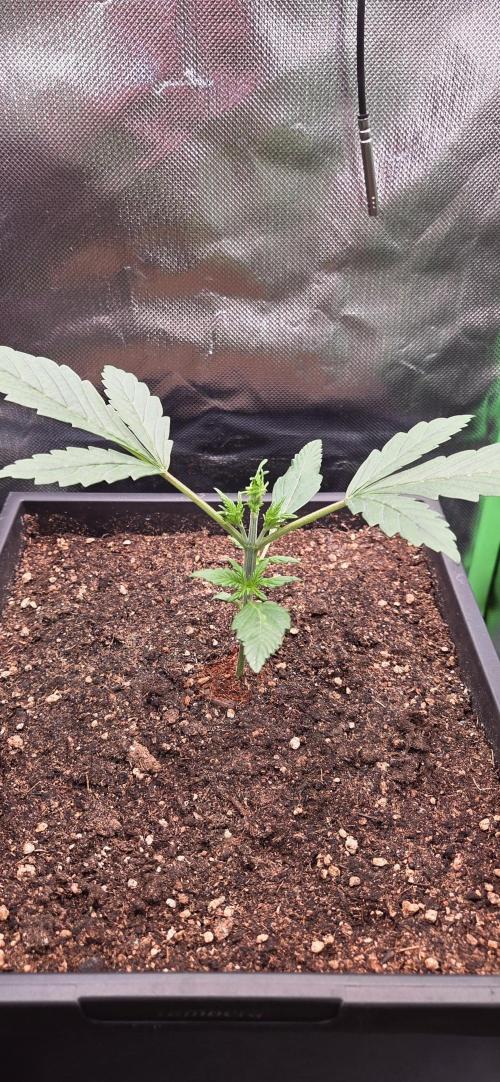 FB Lemon Cherry Cookies Auto in 40x40. Week 3