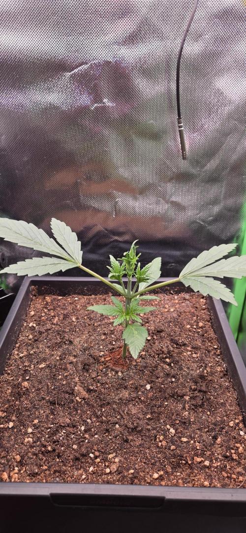 FB Lemon Cherry Cookies Auto in 40x40. Week 3