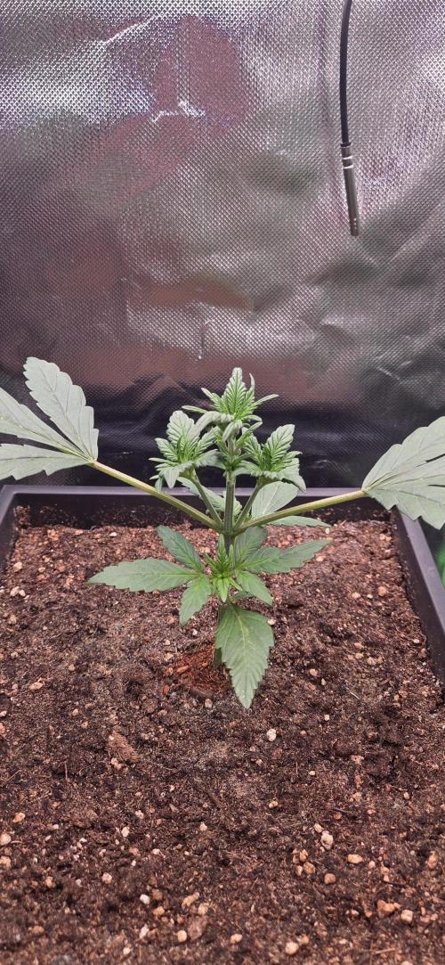 FB Lemon Cherry Cookies Auto in 40x40. Week 3