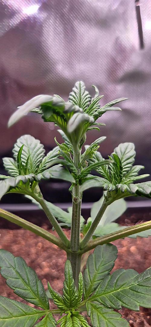 FB Lemon Cherry Cookies Auto in 40x40. Week 3