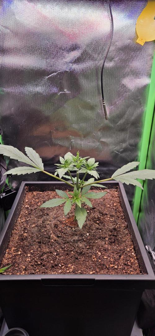FB Lemon Cherry Cookies Auto in 40x40. Week 3