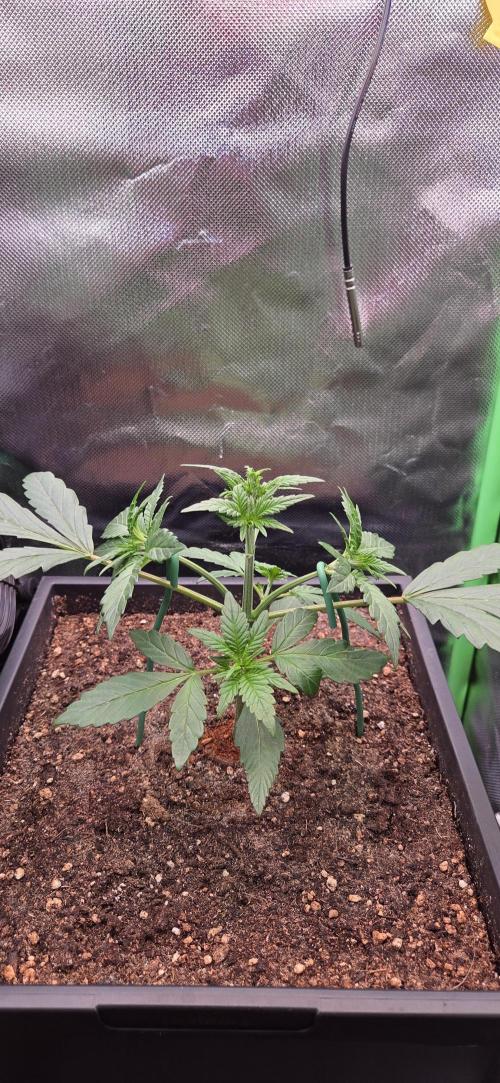 FB Lemon Cherry Cookies Auto in 40x40. Week 3