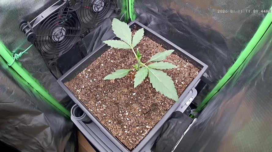 FB Lemon Cherry Cookies Auto in 40x40