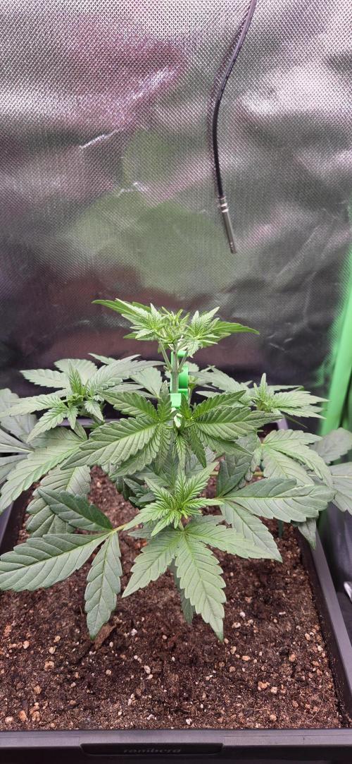 FB Lemon Cherry Cookies Auto in 40x40. Week 4