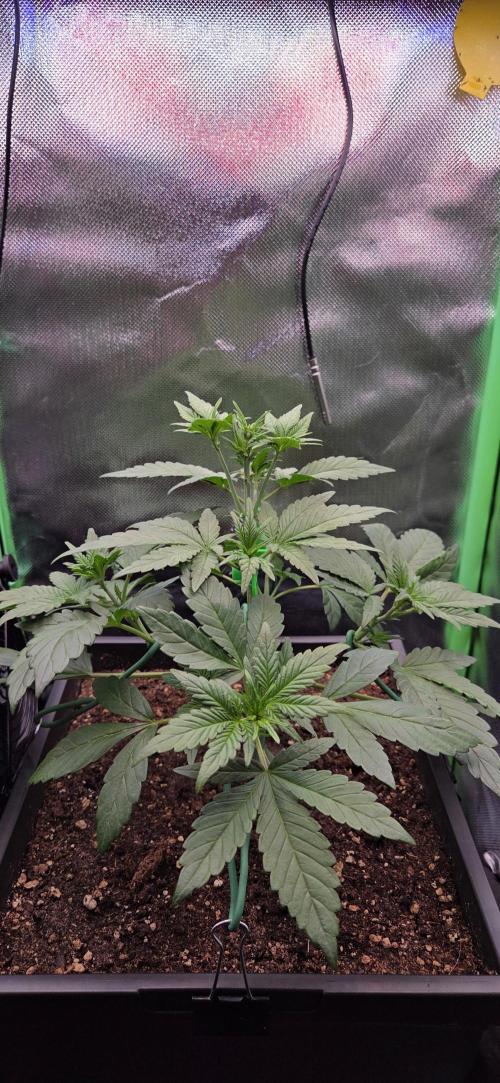 FB Lemon Cherry Cookies Auto in 40x40. Week 4