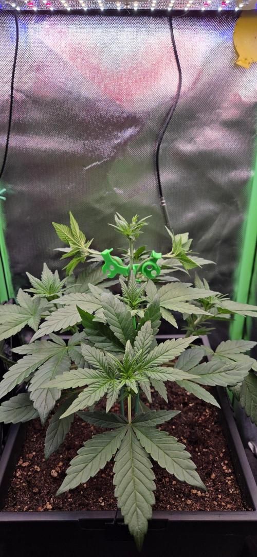 FB Lemon Cherry Cookies Auto in 40x40. Week 4