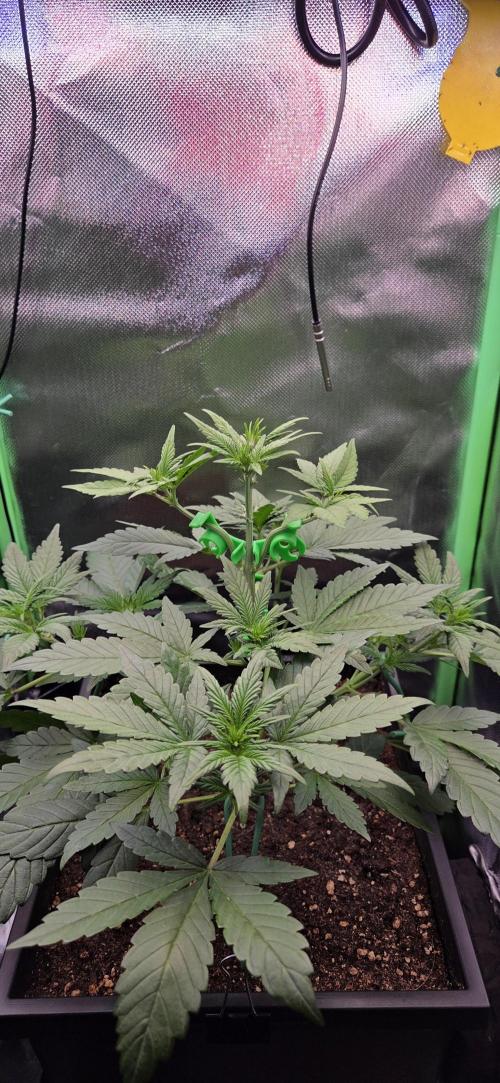 FB Lemon Cherry Cookies Auto in 40x40. Week 4