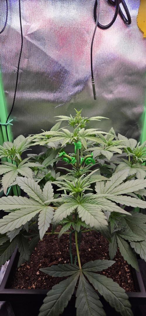 FB Lemon Cherry Cookies Auto in 40x40. Week 4