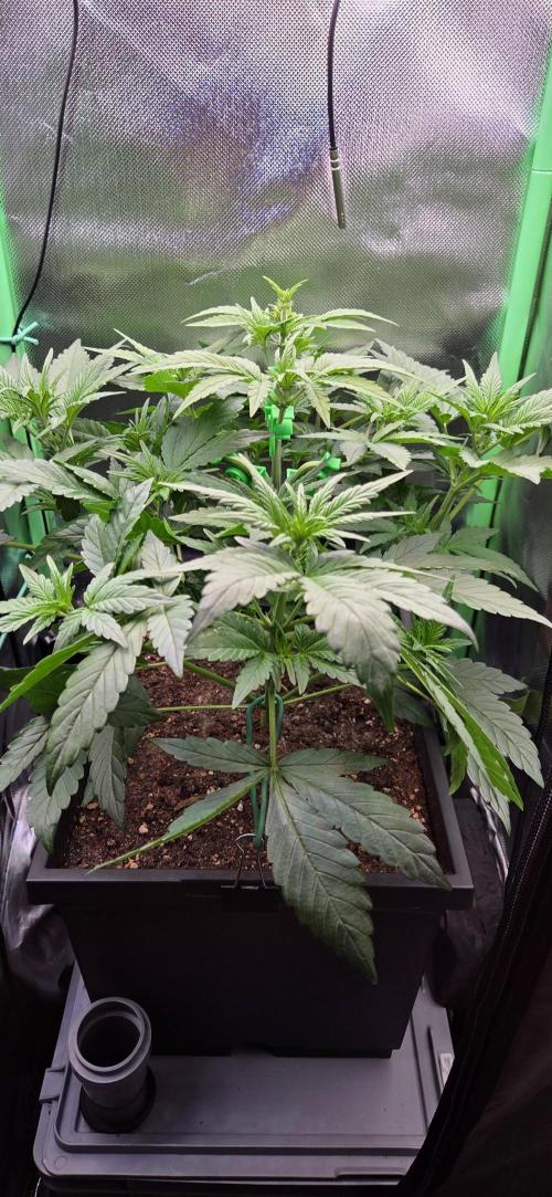 FB Lemon Cherry Cookies Auto in 40x40. Week 4