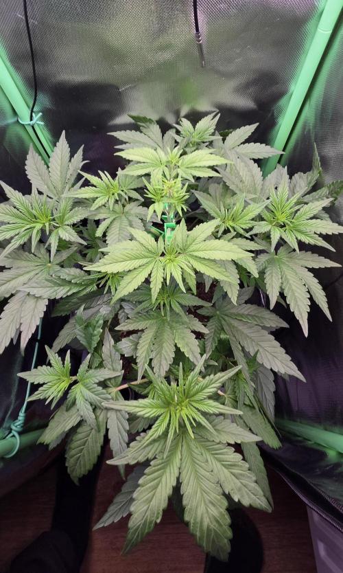 FB Lemon Cherry Cookies Auto in 40x40. Week 4