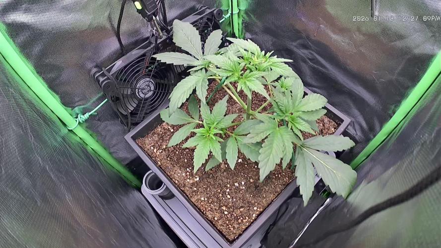 FB Lemon Cherry Cookies Auto in 40x40