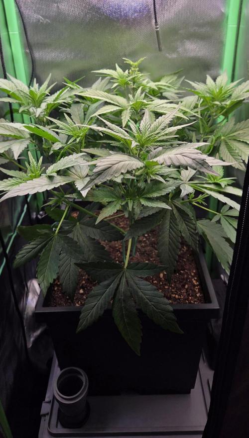 FB Lemon Cherry Cookies Auto in 40x40. Week 5