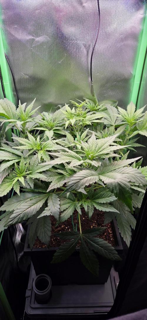 FB Lemon Cherry Cookies Auto in 40x40. Week 5